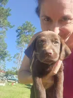 Kit Kat, a female Labrador Retriever for sale in Sanderson, FL – 3 of 6