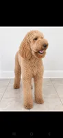 Sadie-Very Sweet! 😍, a female Goldendoodle for sale in Sanderson, FL – 7 of 9