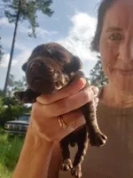 AKC Puppies are here!, a female Labrador Retriever for sale in Sanderson, FL – 4 of 7