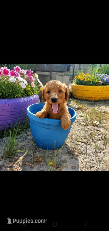 Bentley – Goldendoodle puppy for sale in Sanderson, FL