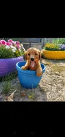 Bentley, a male Goldendoodle for sale in Sanderson, FL – 1 of 3