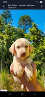 AKC Oakley, a male Labrador Retriever for sale in Sanderson, FL – 5 of 10