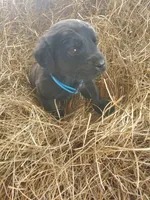 Cash, a male Great Pyrenees and Labrador Retriever for sale in Sanderson, FL – 3 of 4