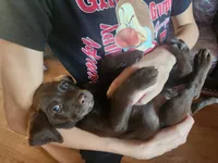 AKC Charlotte, a female Labrador Retriever for sale in Sanderson, FL – 3 of 5