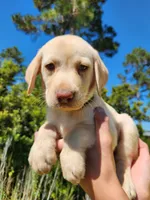 AKC Oakley, a male Labrador Retriever for sale in Sanderson, FL – 4 of 10