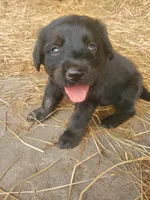 Rocco, a male Great Pyrenees and Labrador Retriever for sale in Sanderson, FL – 2 of 7