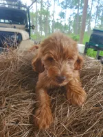 Teddy, a male Goldendoodle for sale in Sanderson, FL – 4 of 5