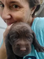 Tootsie, a female Labrador Retriever for sale in Sanderson, FL – 2 of 6