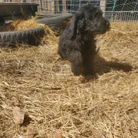 Hershey, a male Labradoodle for sale in Sanderson, FL – Photo 7 of 7