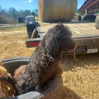 Hershey, a male Labradoodle for sale in Sanderson, FL – Photo 3 of 7