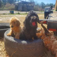Hershey, a male Labradoodle for sale in Sanderson, FL – Photo 4 of 7