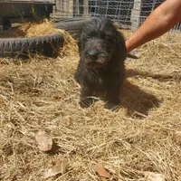 Hershey, a male Labradoodle for sale in Sanderson, FL – Photo 6 of 7