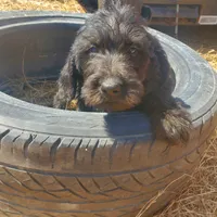 Hershey, a male Labradoodle for sale in Sanderson, FL – Photo 5 of 7