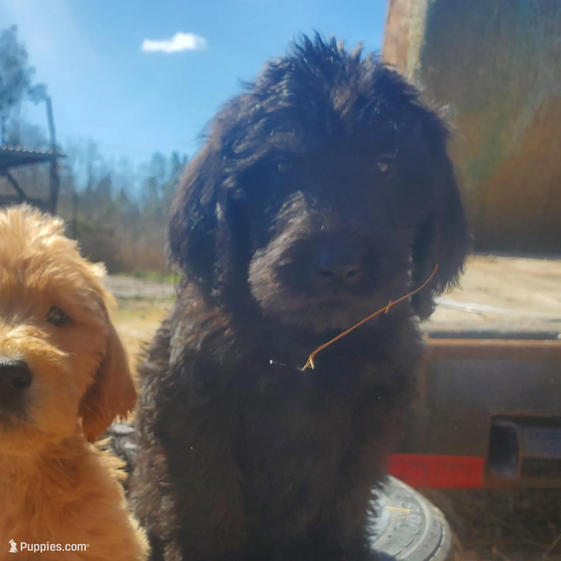 Hershey, a male Labradoodle for sale in Sanderson, FL – Photo 1 of 7