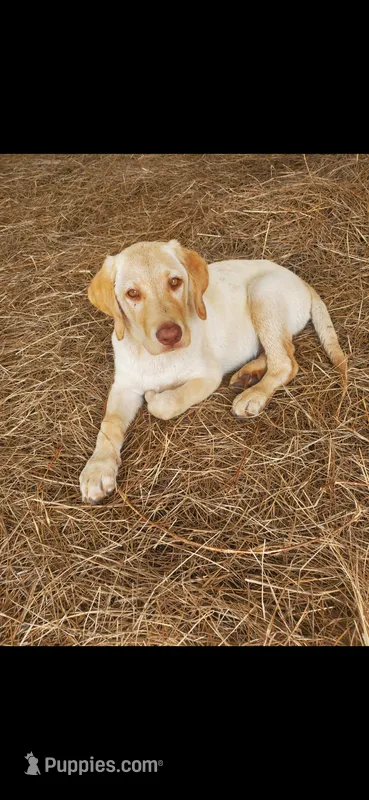 AKC Cash – Labrador Retriever puppy for sale in Sanderson, FL