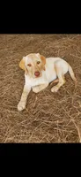 AKC Cash, a male Labrador Retriever for sale in Sanderson, FL – 1 of 1
