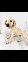 Ellie, a female Labrador Retriever for sale in Sanderson, FL – 3 of 5