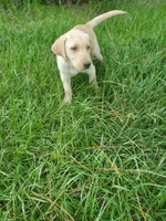 Scout, a male Labrador Retriever for sale in Sanderson, FL – 2 of 5