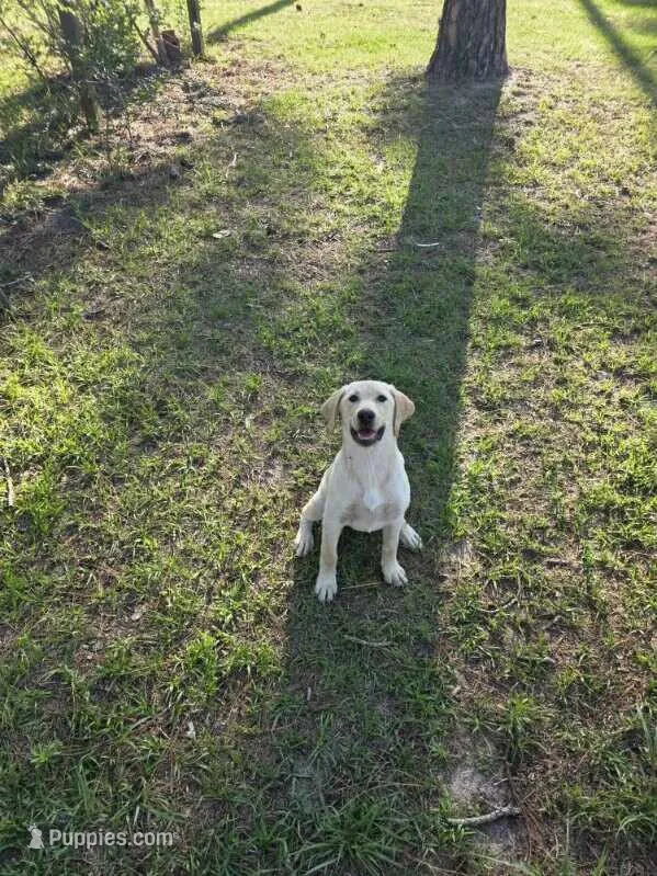 AKC Daisy – Labrador Retriever puppy on hold in Sanderson, FL