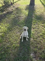 AKC Daisy, a female Labrador Retriever for sale in Sanderson, FL – 2 of 3