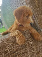 Coco- Well Trained!, a female Goldendoodle for sale in Sanderson, FL – 8 of 10