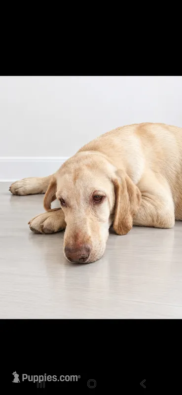 Buddy-AKC Lab – Labrador Retriever puppy for sale in Sanderson, FL