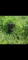 Nova, a female Labrador Retriever for sale in Sanderson, FL – 3 of 3