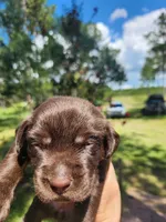 Kit Kat, a female Labrador Retriever for sale in Sanderson, FL – 6 of 6