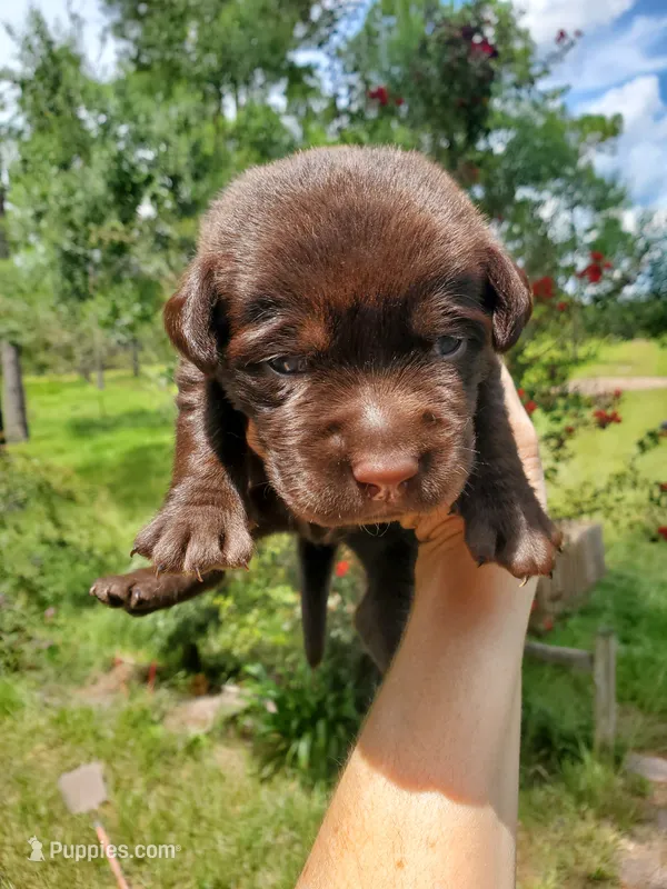 Milky Way – Labrador Retriever puppy for sale in Sanderson, FL
