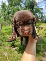 Milky Way, a male Labrador Retriever for sale in Sanderson, FL – 1 of 5