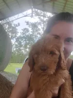 Oliver, a male Goldendoodle for sale in Sanderson, FL – 4 of 4