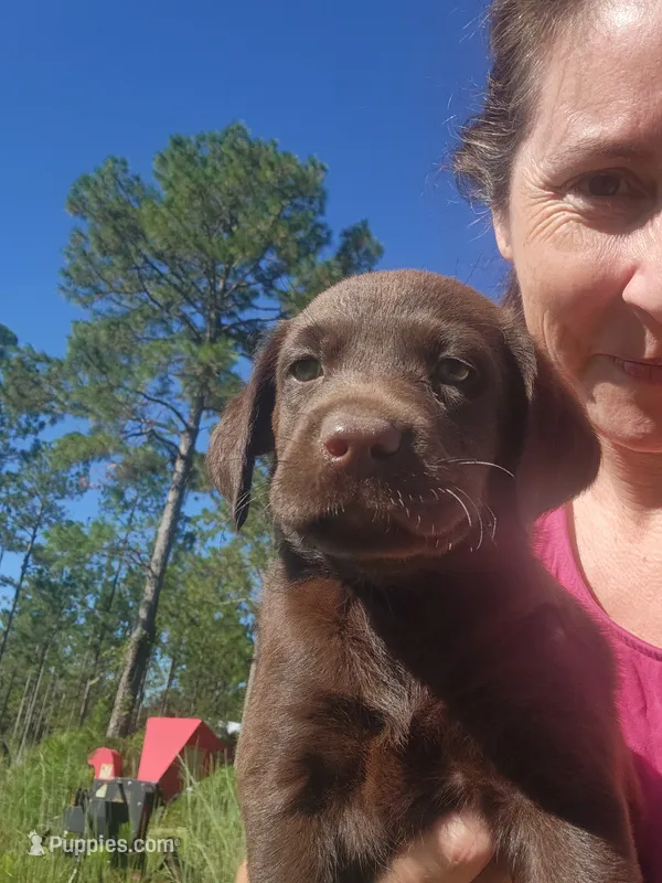 Tootsie – Labrador Retriever puppy for sale in Sanderson, FL