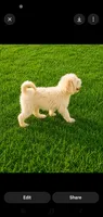 Ollie-Mini Labradoodle , a male Miniature Labradoodle for sale in Sanderson, FL – 2 of 2