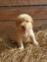 Fluffy, a male Great Pyrenees and Labrador Retriever for sale in Sanderson, FL – 6 of 7