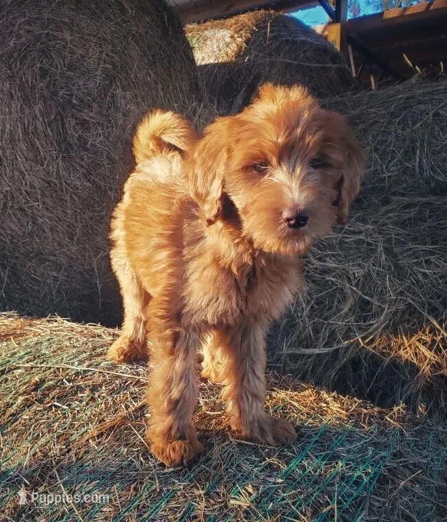 Bella- small Goldendoodle