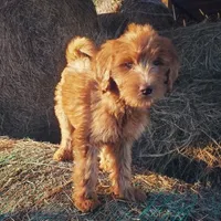 Bella- small Goldendoodle, a female Goldendoodle for sale in Sanderson, FL – Photo 1 of 4