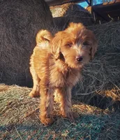 Bella- small Goldendoodle, a female Goldendoodle for sale in Sanderson, FL – Photo 1 of 4