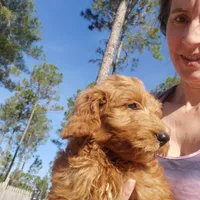 Bella- small Goldendoodle, a female Goldendoodle for sale in Sanderson, FL – Photo 2 of 4