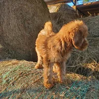 Bella- small Goldendoodle, a female Goldendoodle for sale in Sanderson, FL – Photo 4 of 4