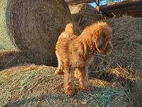 Bella- small Goldendoodle, a female Goldendoodle for sale in Sanderson, FL – Photo 4 of 4