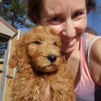 Bella- small Goldendoodle, a female Goldendoodle for sale in Sanderson, FL – Photo 3 of 4