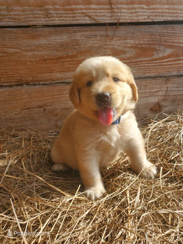 Fluffy – Great Pyrenees, Labrador Retriever puppy for sale in Sanderson, FL