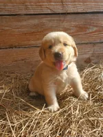 Fluffy, a male Great Pyrenees and Labrador Retriever for sale in Sanderson, FL – 1 of 4