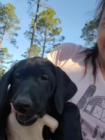 AKC Raven, a female Labrador Retriever for sale in Sanderson, FL – 4 of 8