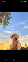 AKC Twinkie, a female Labrador Retriever for sale in Sanderson, FL – 2 of 2