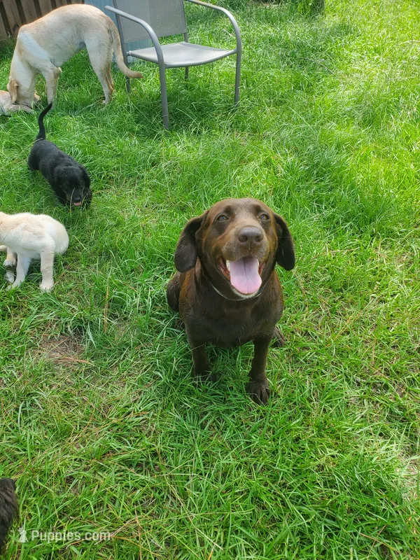 Coco's Puppies – Labrador Retriever puppy for sale in Sanderson, FL