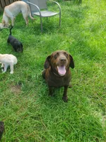 Coco's Puppies, a  Labrador Retriever for sale in Sanderson, FL – 1 of 3