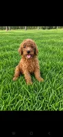 Archie-F1b, a male Goldendoodle for sale in Sanderson, FL – 4 of 10