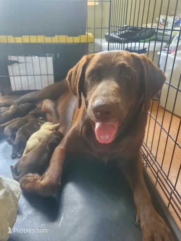 AKC Puppies are here! – Labrador Retriever puppy for sale in Sanderson, FL