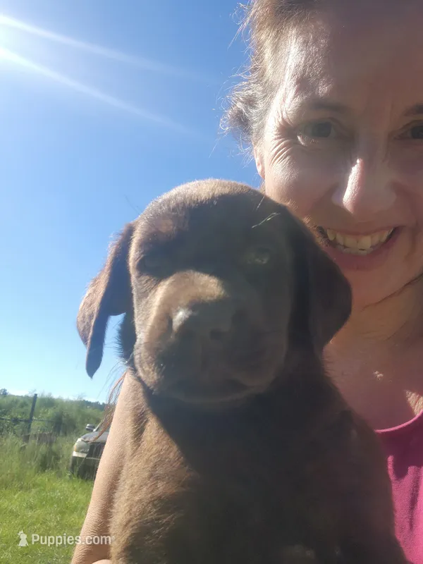 Tootsie – Labrador Retriever puppy for sale in Sanderson, FL